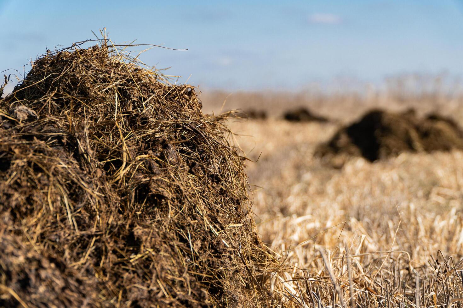 Manure heap on the field in early spring. Agriculture photo