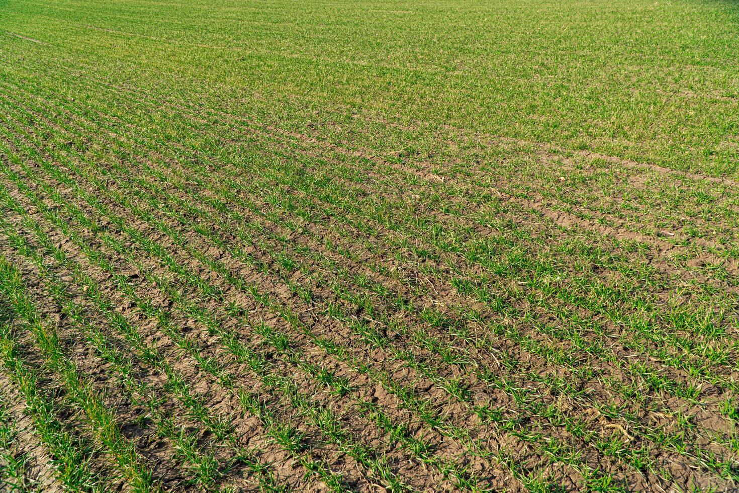 Agricultural field with young green wheat sprouts. Field of young wheat, barley, rye. Symmetrical lines of shoots of grain crops photo