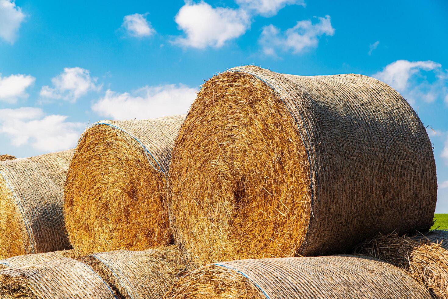Freshly cut and baled hay stacked. Yellow rolls of straw in the end of summer. Grain crop, harvesting photo