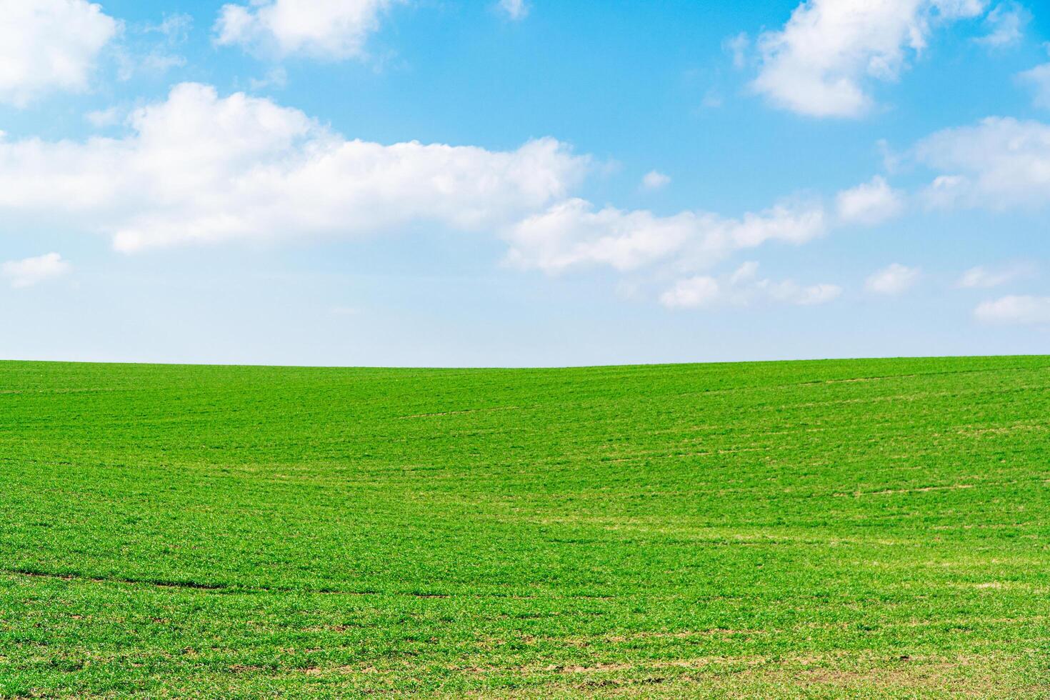 Agriculture field. Beautiful landscape. Rural scenery photo