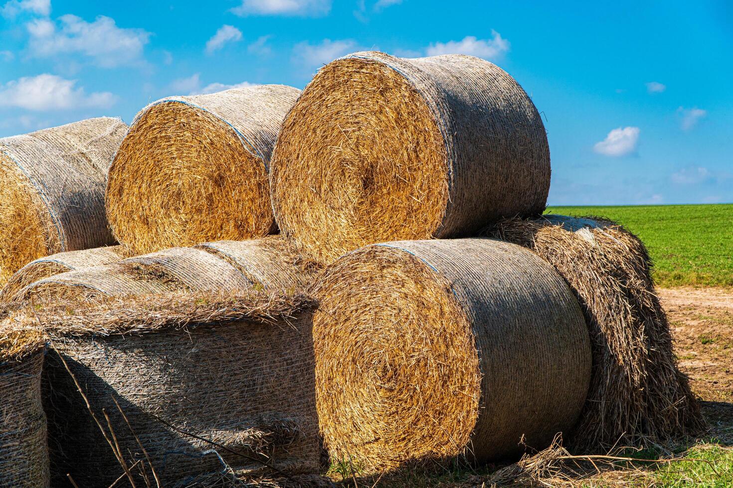Hay and straw bales. Haystacks for livestock feed for horses. Agriculture photo