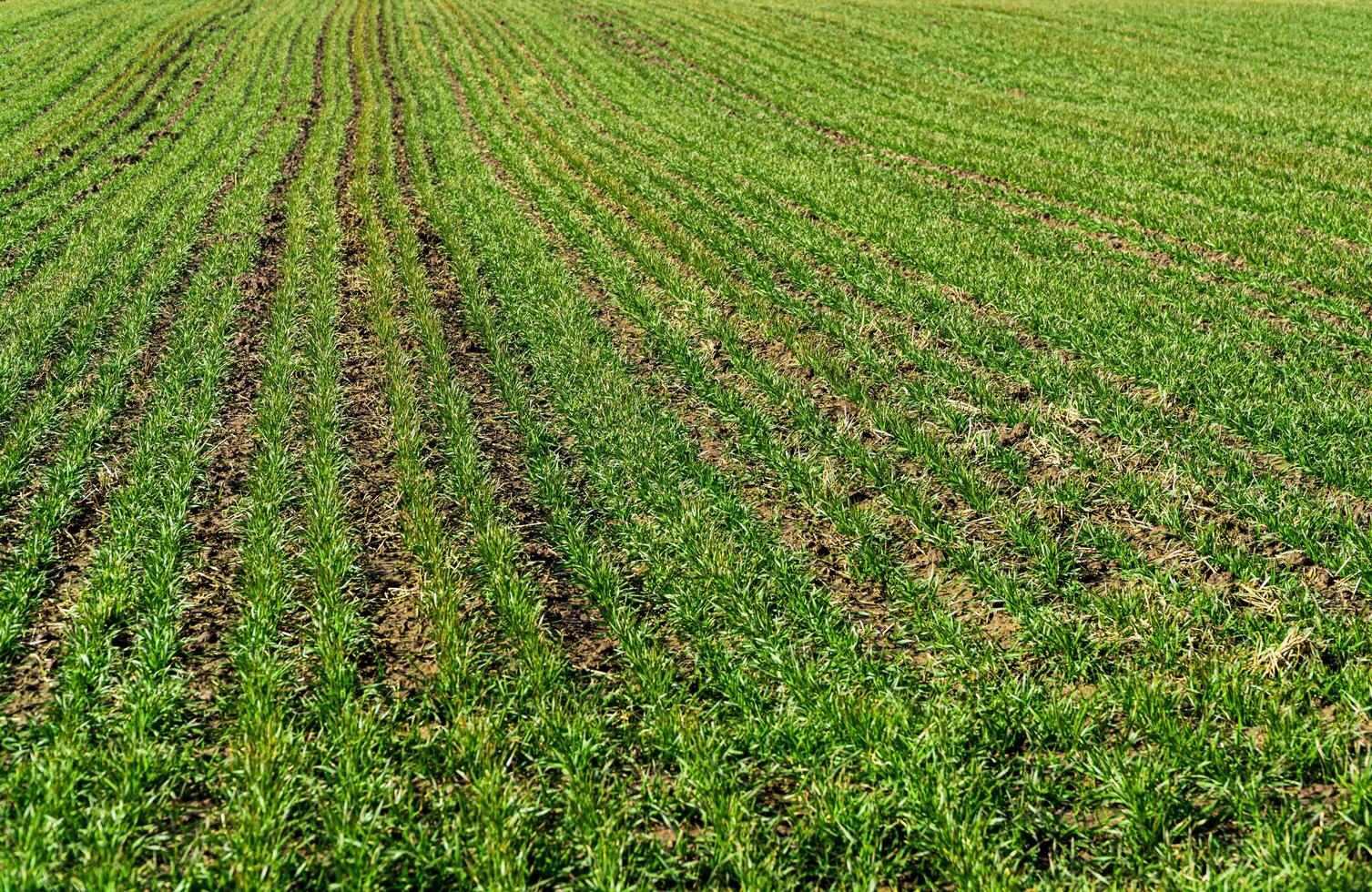 Young green wheat growing in agricultural field. Young plants of winter wheat. Sprouts of rye photo