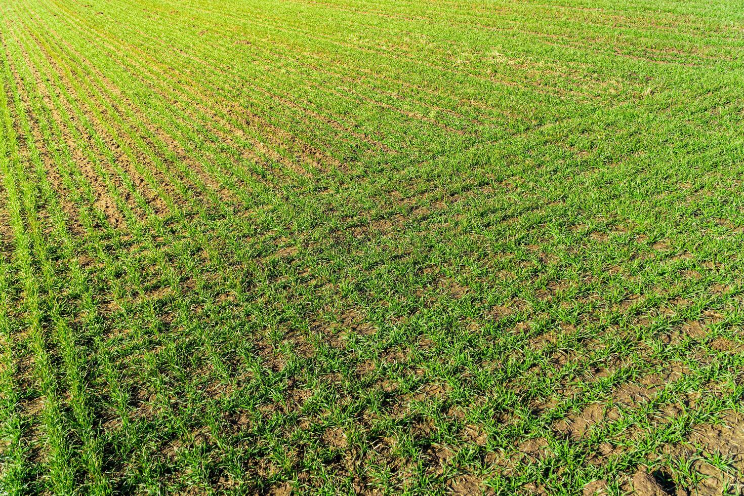 Landscape young wheat seedlings growing in a field. Agricultural field with young green wheat sprouts. Fertile agricultural land. photo