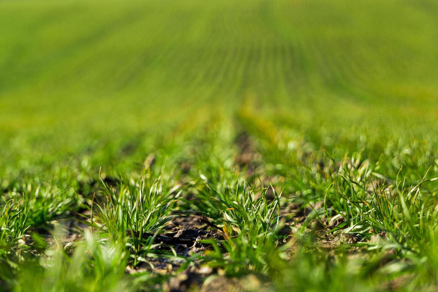 Young sprouts of wheat, closeup view. Sprouting wheat agriculture on a field. Agricultural proces. Selective focus photo