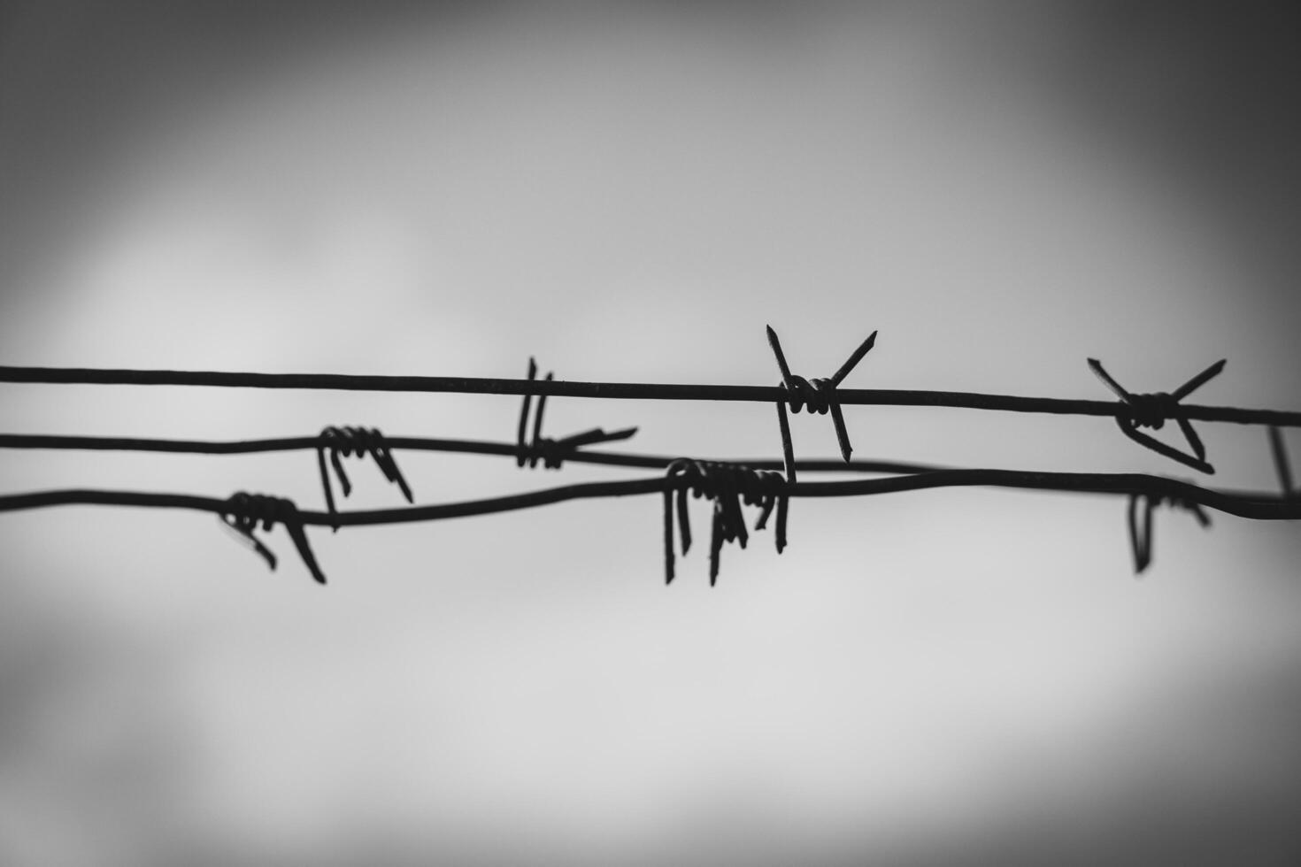 Barbed wire, black and white photo. The concept of prison, crime, safety, border photo