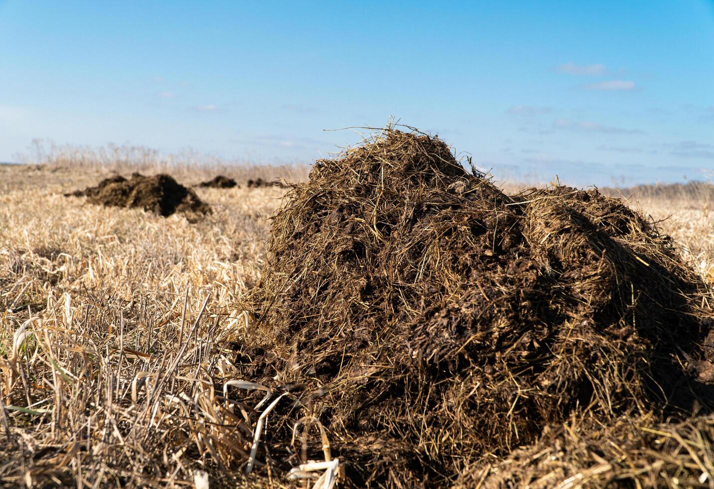 Fertilizer from cow manure and straw. Bio farming concept. Traditional rural scene photo