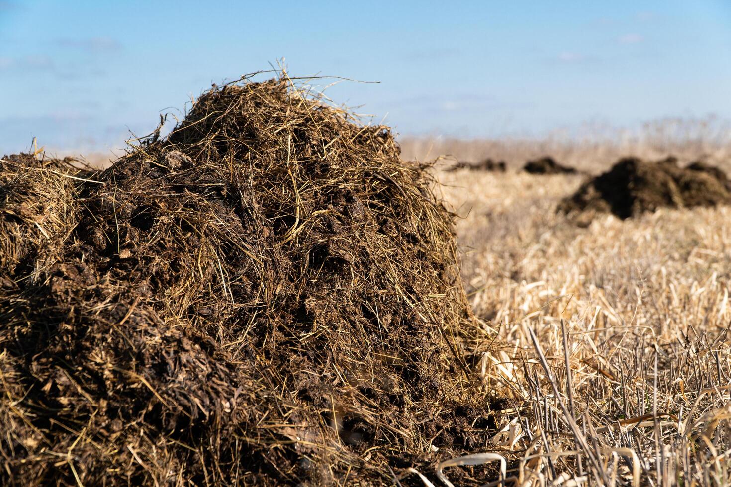 Pile of manure on an agricultural field. Close up of pile of manure in the countryside photo