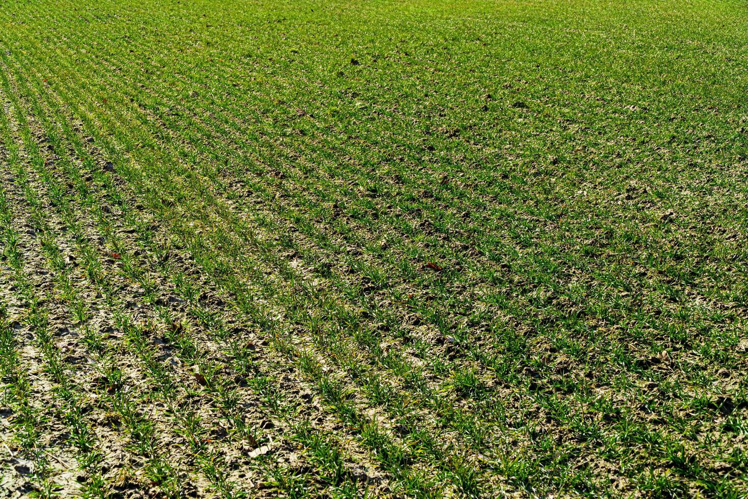 Field with green sprouts of grain. Rows of young green wheat. Sprouts of rye. Agriculture photo
