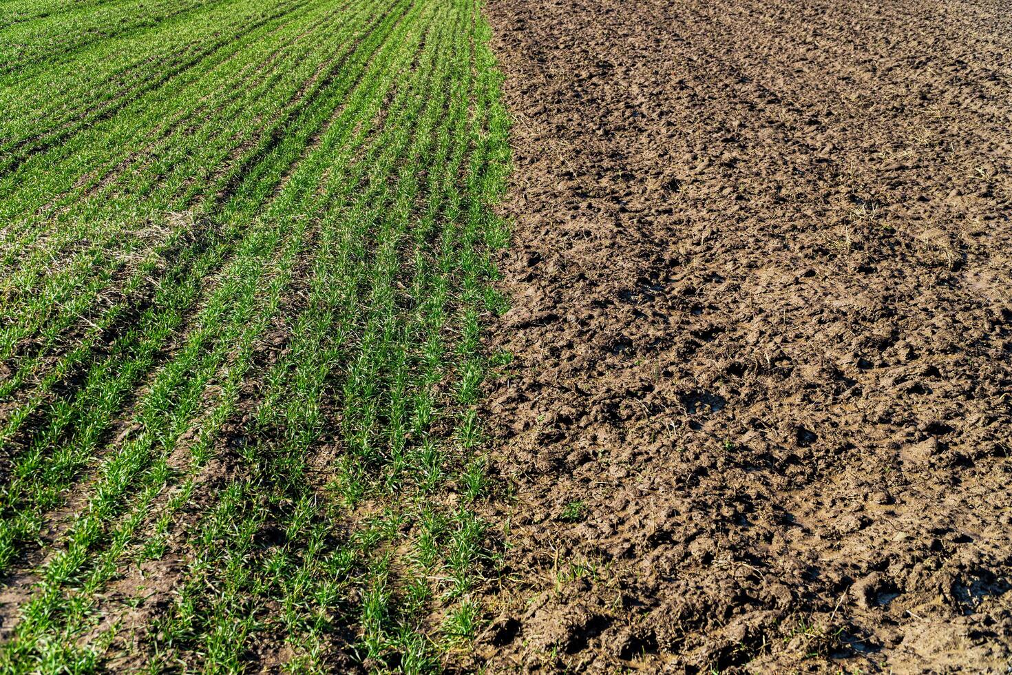 Two spring fields cultivated and with young crops. Concept of spring agriculture photo