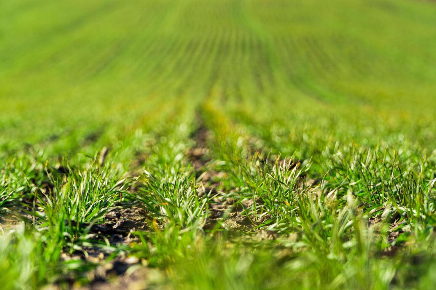 Young sprouts of winter wheat. Rows of young winter wheat plants growing on a field. Agricultural landscape photo