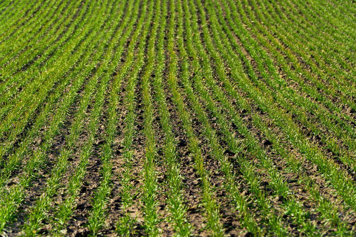 Young wheat field in early spring on sunny day. Green wheat growing in soil. Agricultural field with young plants. Soft focus photo