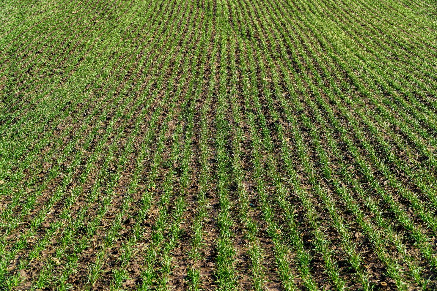 Field of winter wheat in early spring. Symmetrical lines of shoots of grain crops. Organic food produce on field photo