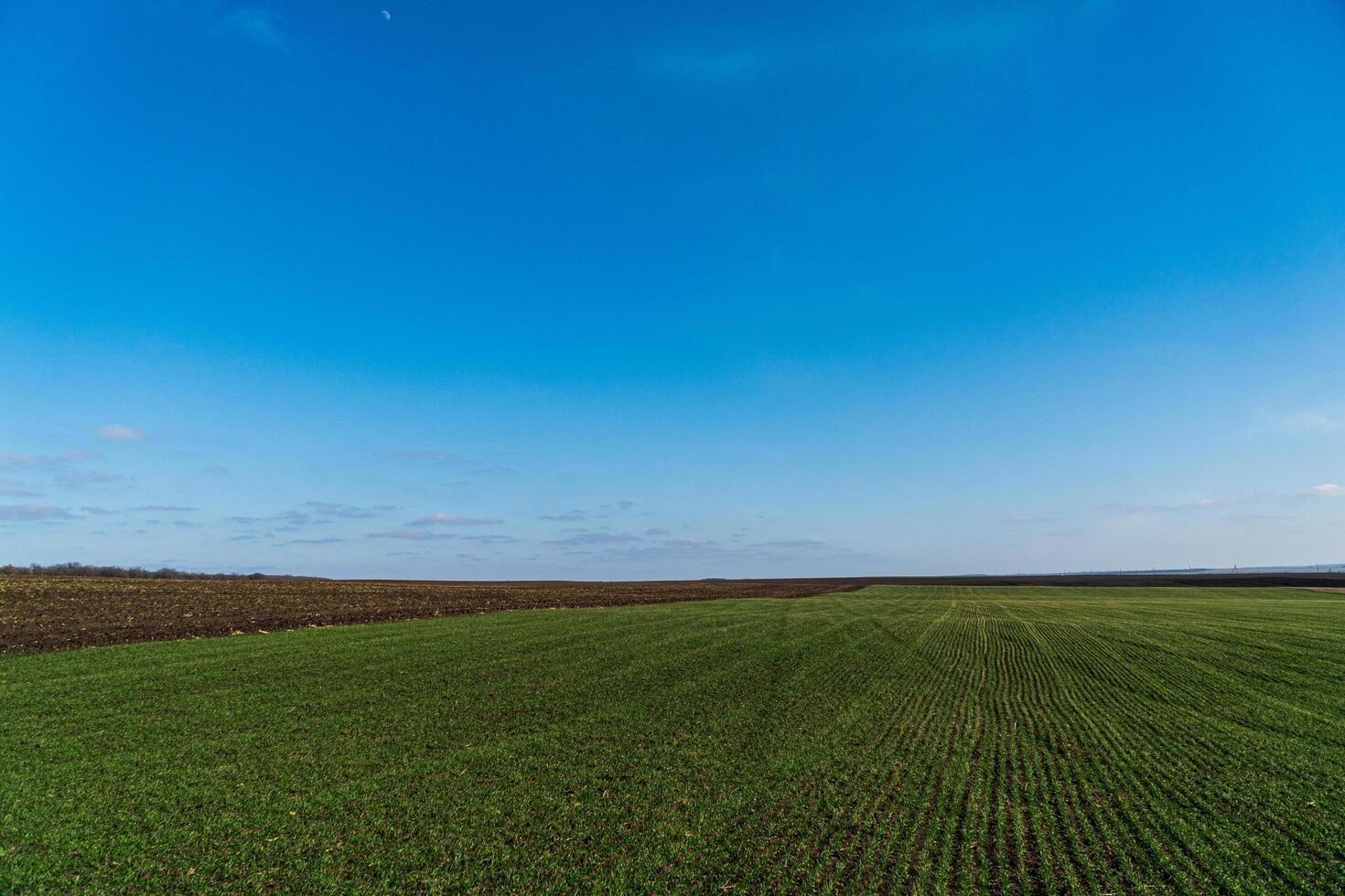 Field of wheat in early spring and blue sky. Agriculture. Natural background photo