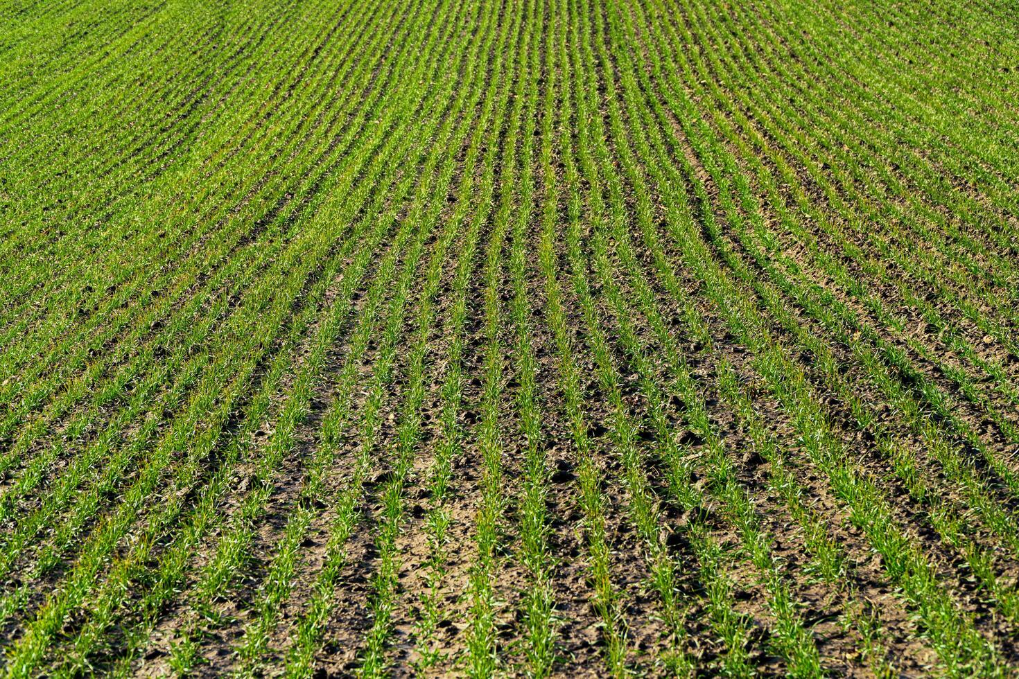Growing young green wheat seedling sprouts. Green field with sprouts planted in rows. Agrarian industry photo