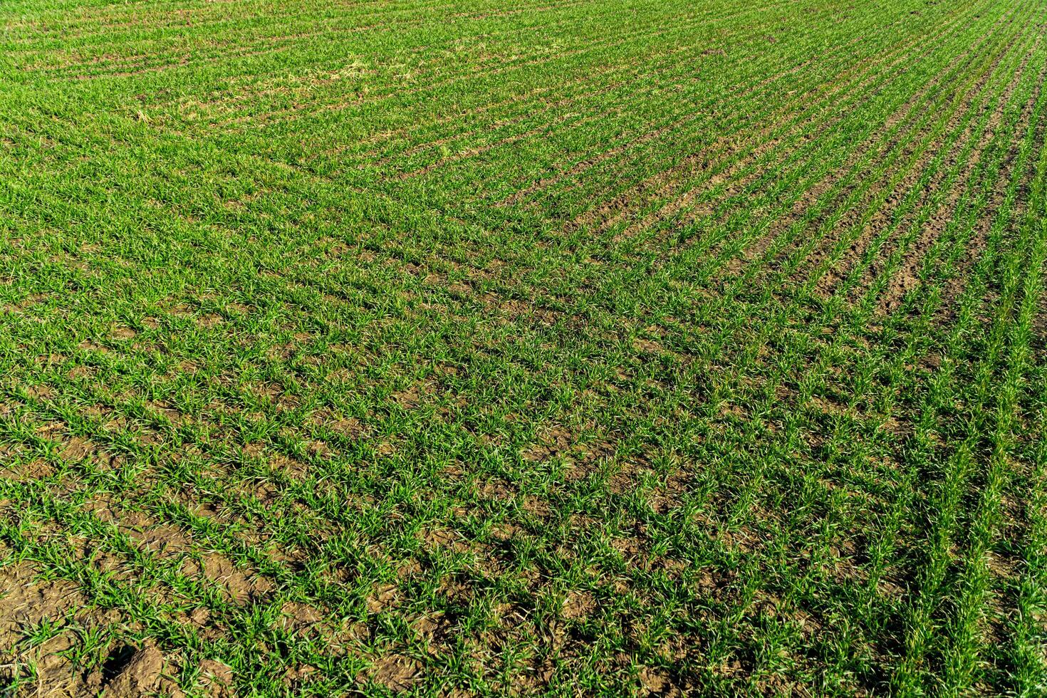Rows of young wheat shoots on a wheat field. Agriculture and agronomy theme photo