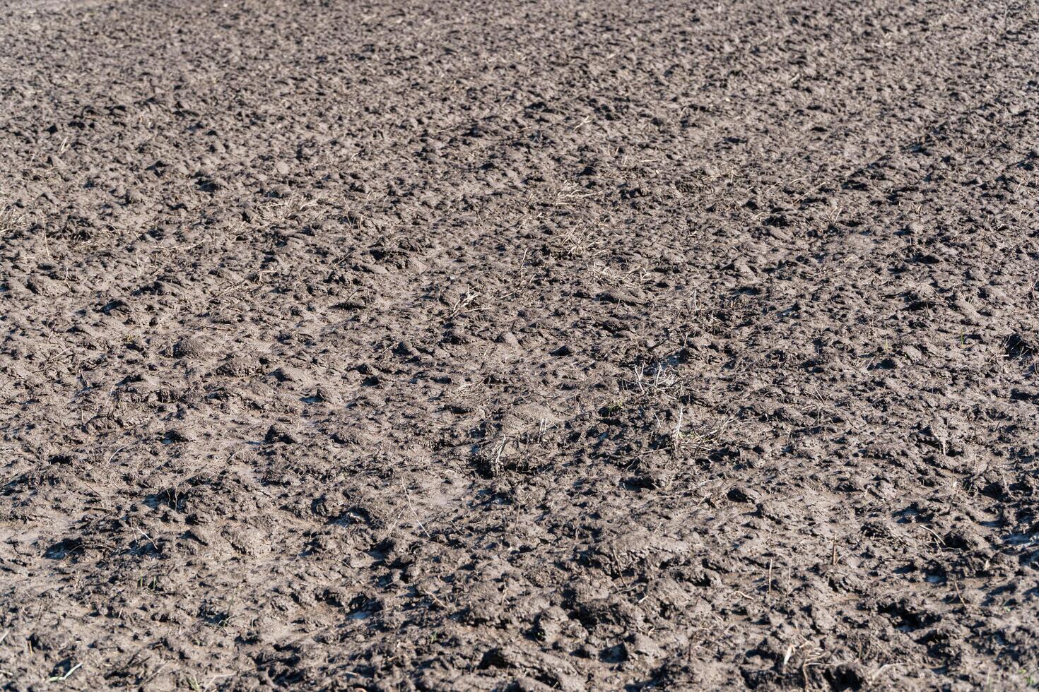 Agricultural plowed field, soil texture. Field after winter. View of the land prepared for planting and growing crops photo