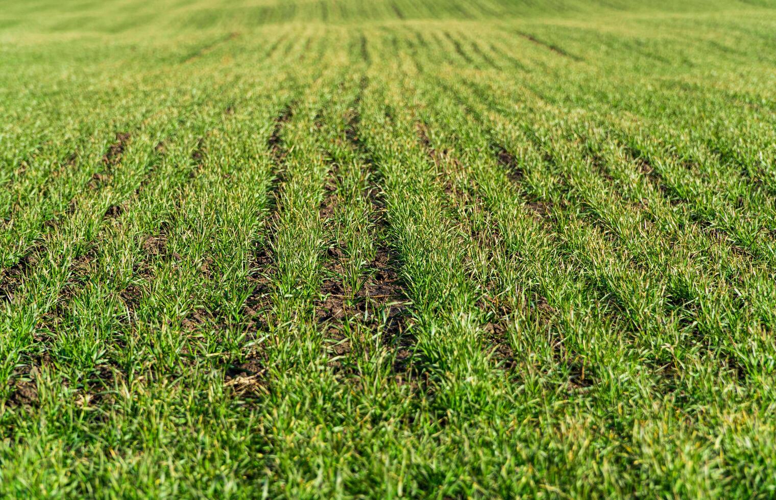 A field with growing green wheat sprouts. Young wheat seedlings growing in a field. Green grass on the field photo