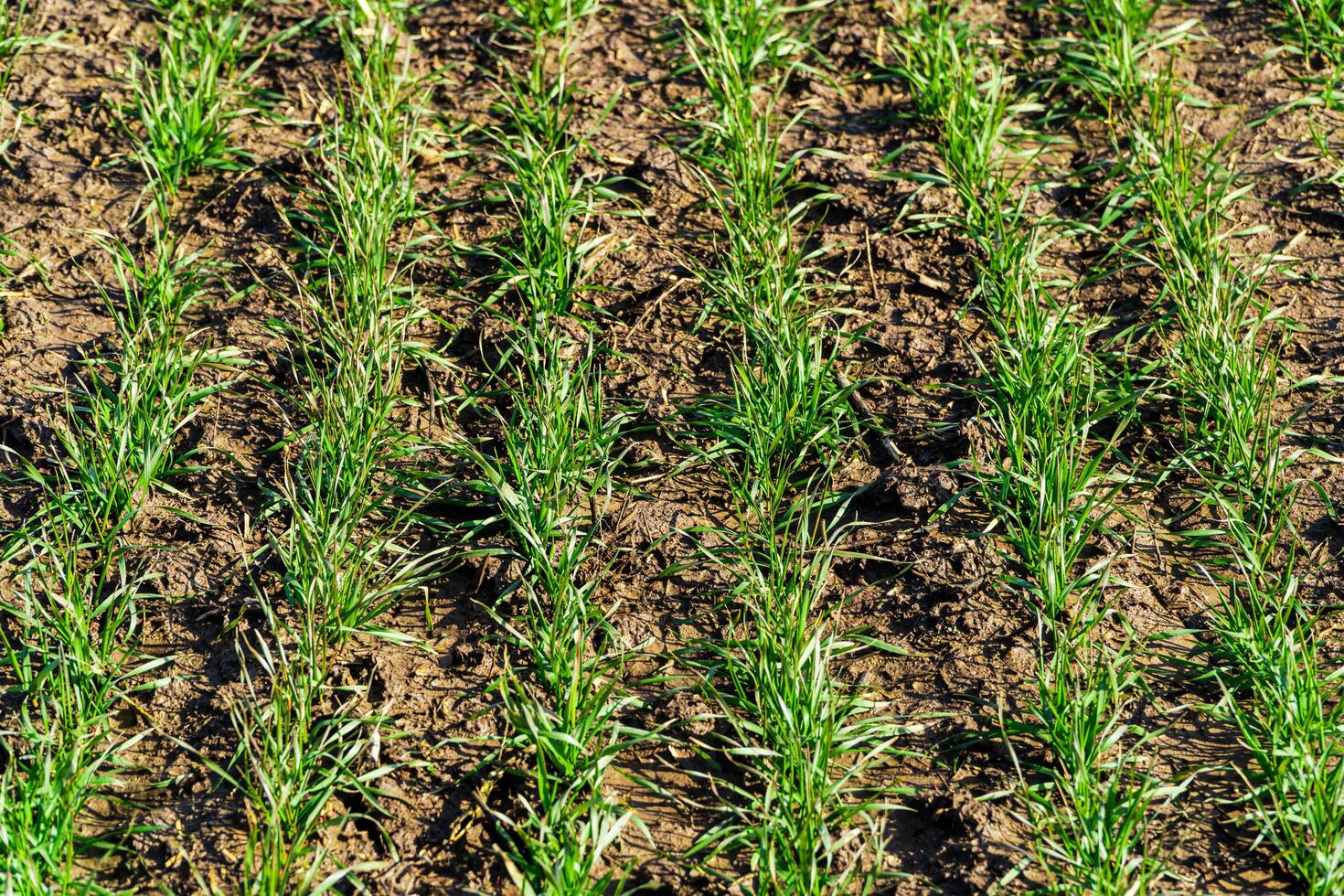 Green spring wheat crops, sprouts. Green wheat growing in soil. Rows of young sprouts of wheat photo