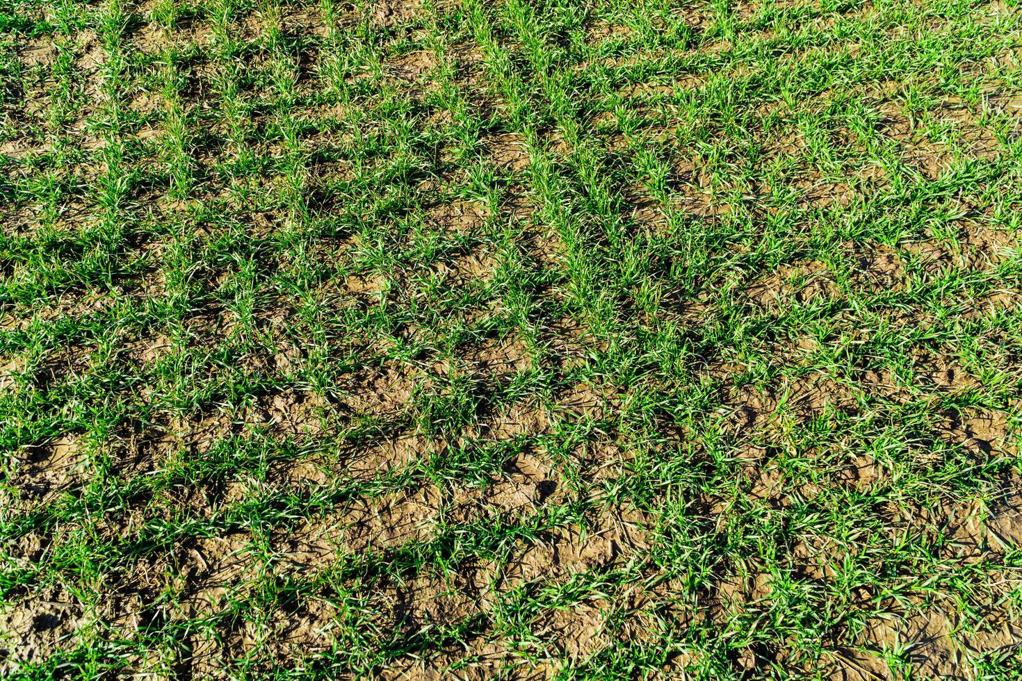 Sprouts of winter wheat crops on the spring farm field. Rows of young wheat. Fertile agricultural land photo