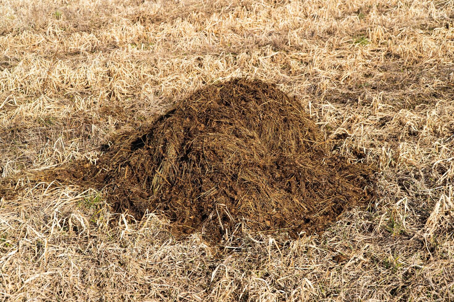 Pile of manure in field. Natural fertilizer manure to obtain a better harvest photo