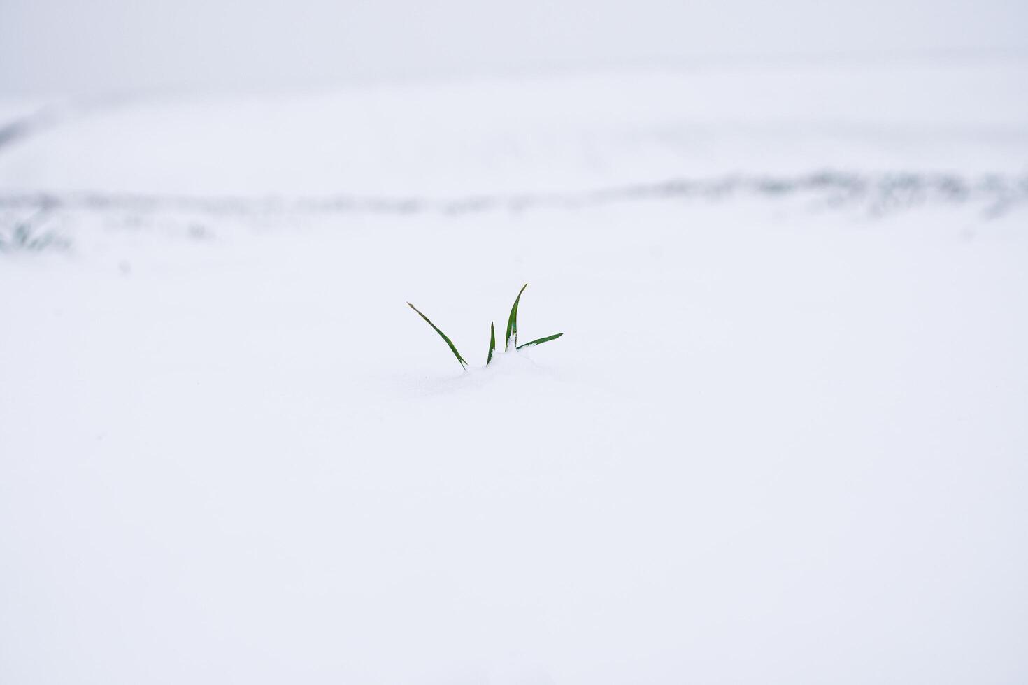 Young sprouts of winter wheat of grain crops began to sprout from ground. Wheat field in the winter season. Agricultural territory photo