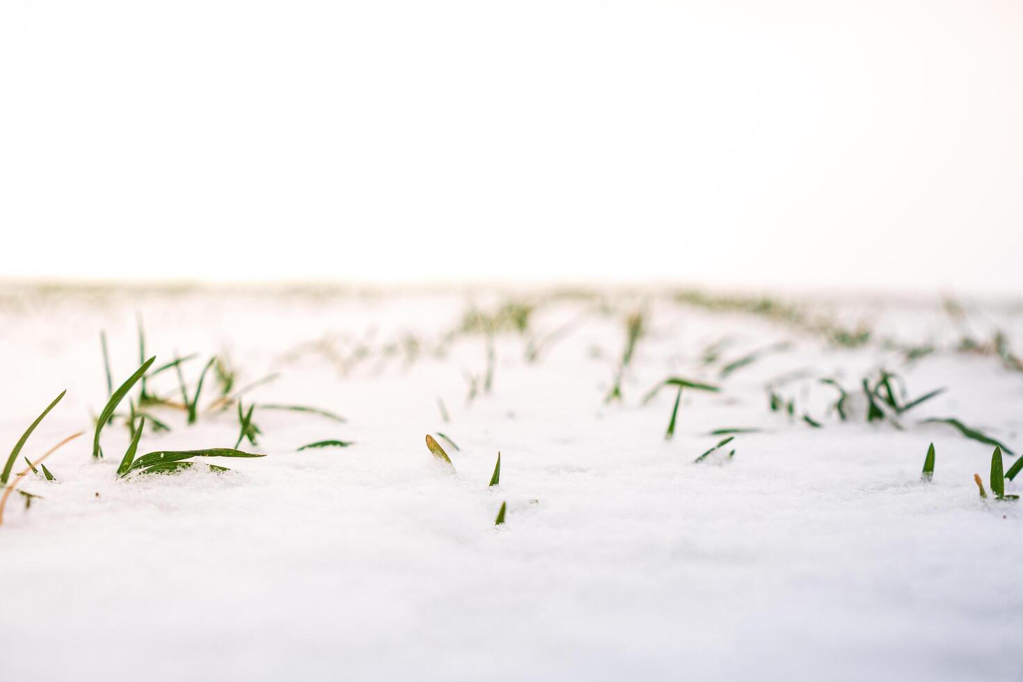 Winter wheat seedlings damaged by low temperatures during winter. Agriculture, cereal farming, wheat production. Winter season photo