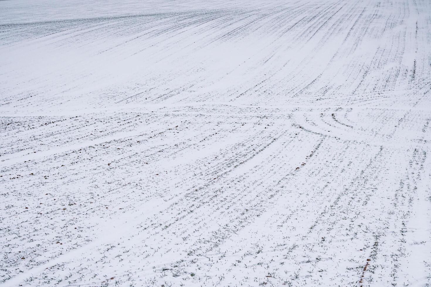 Field of green grass in to snow photo