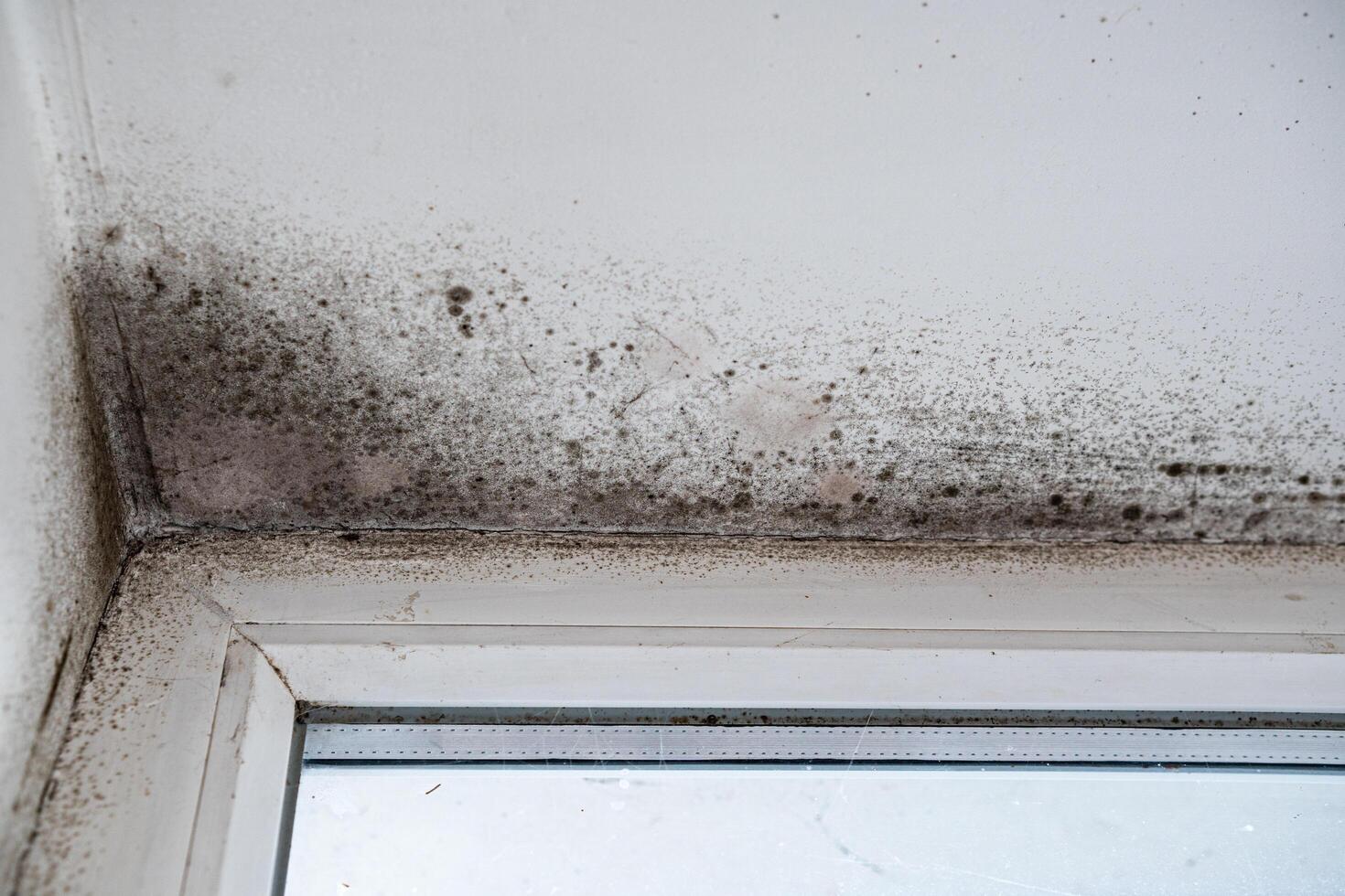 Slope near the window fungus moisture. photo