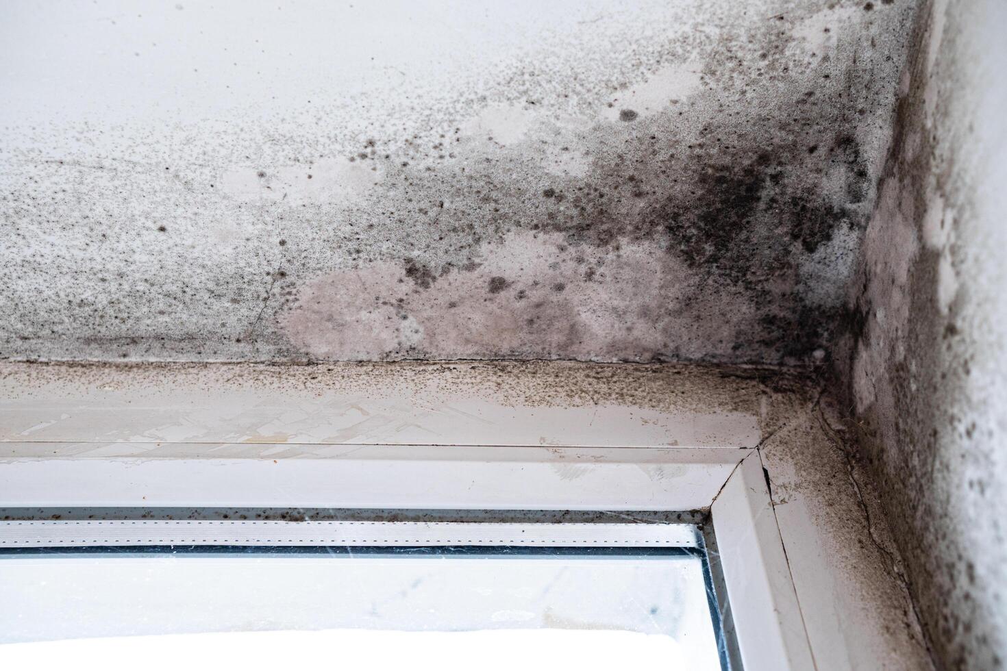 Condensation on the wall, in the form of black spots. Mold growth on white surface. Problems of the old house photo