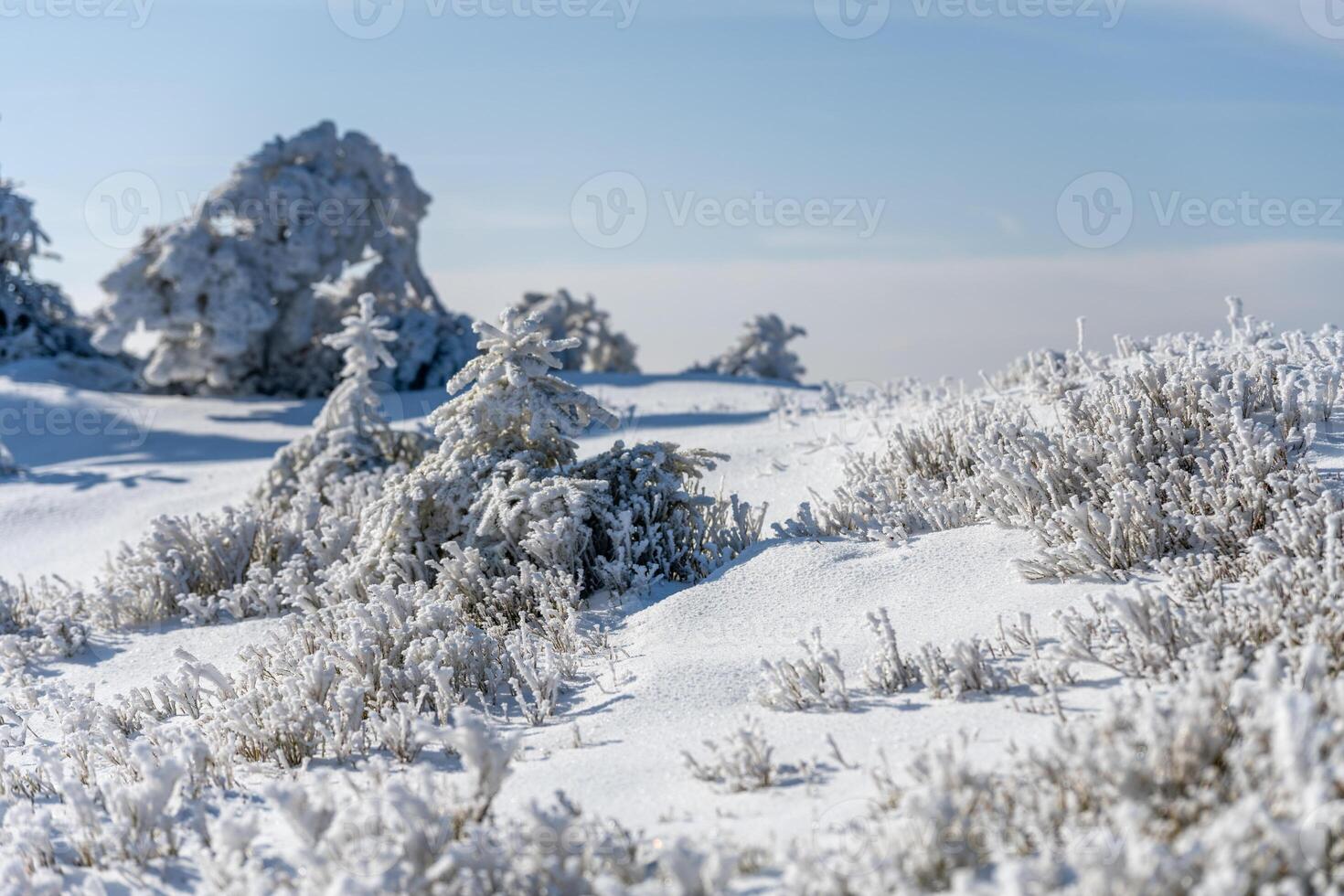 A pristine snowy landscape dotted with frosted trees and shrubs. The sun shines brightly, illuminating the serene winter scene, creating a tranquil atmosphere perfect for outdoor activities. photo