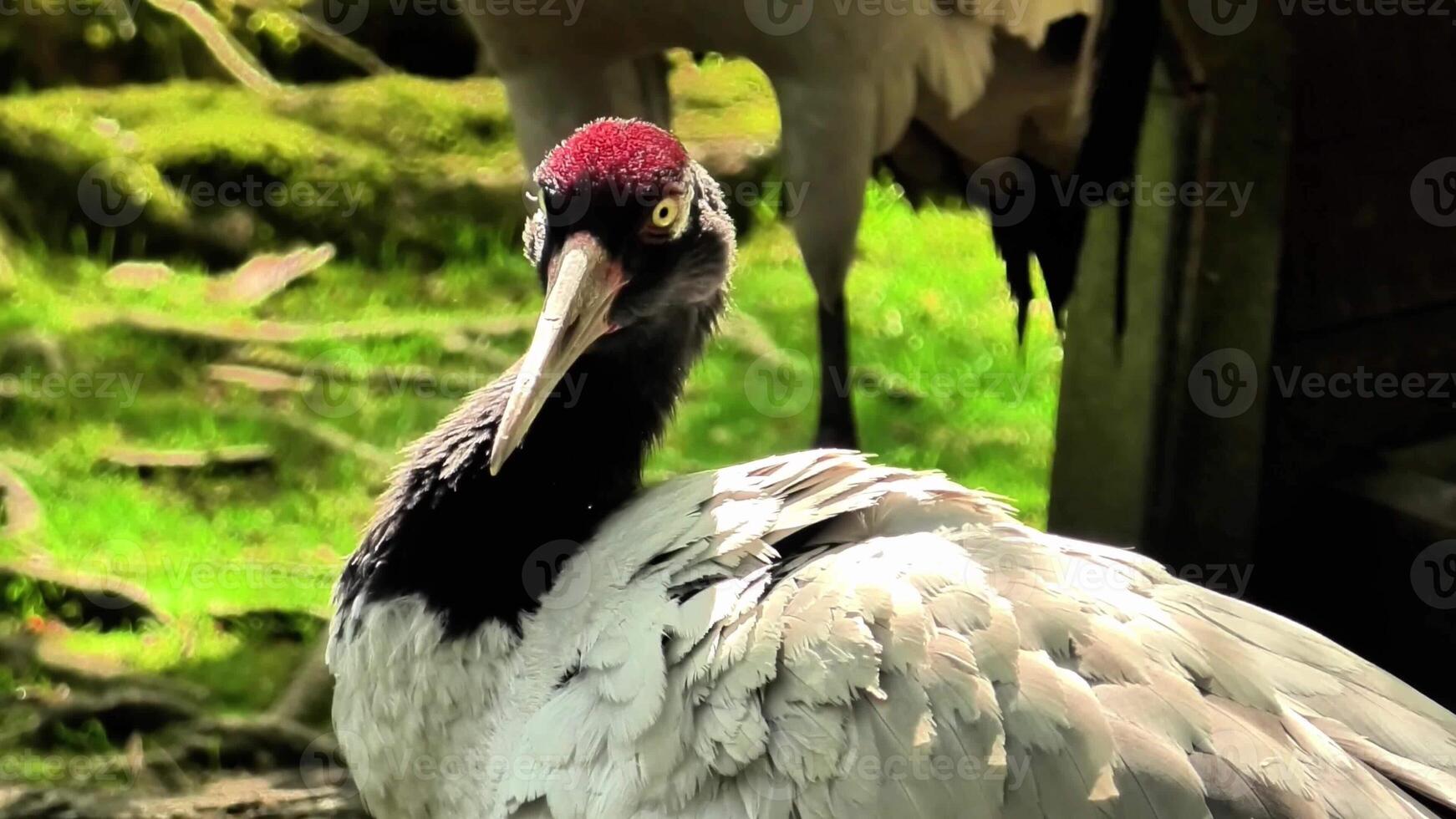 A tranquil and serene moment showcasing a graceful crane preening itself amidst a lush, vibrant green backdrop photo