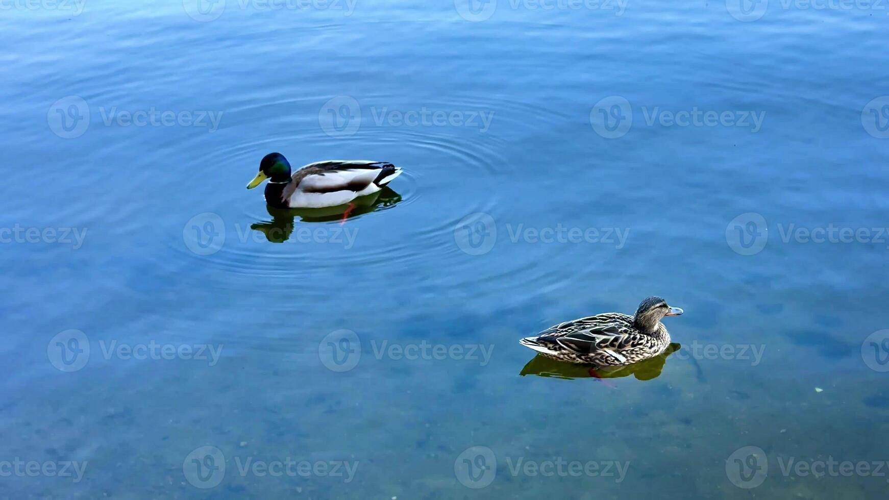 Two ducks swimming in the water photo