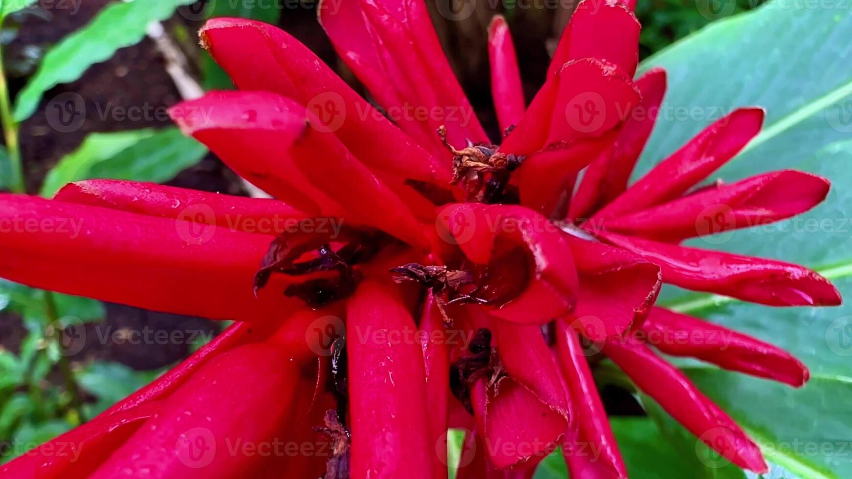 A red flower with many bees on it photo