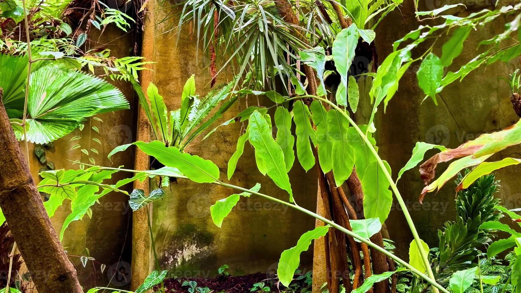 A jungle with lots of plants and trees photo