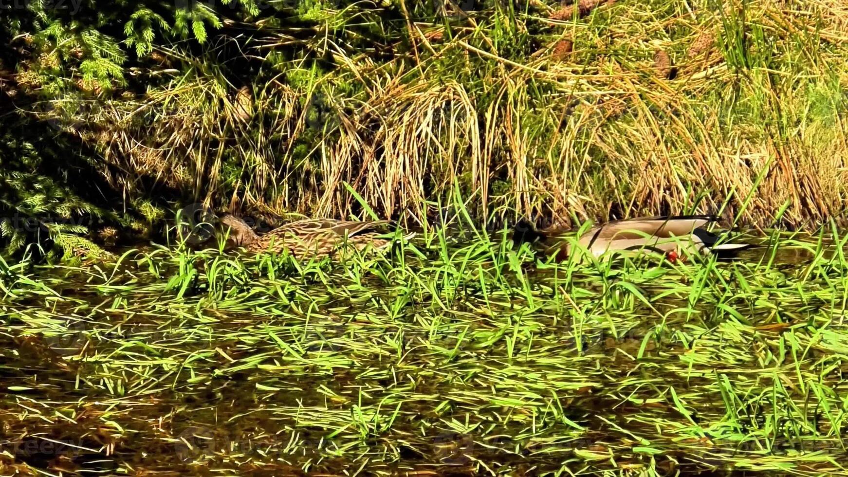 A peaceful and tranquil scene of ducks gracefully swimming amidst lush, rich vegetation in clear, sparkling water photo