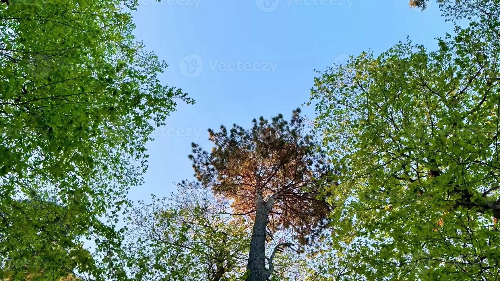 A view up into the canopy of a forest photo
