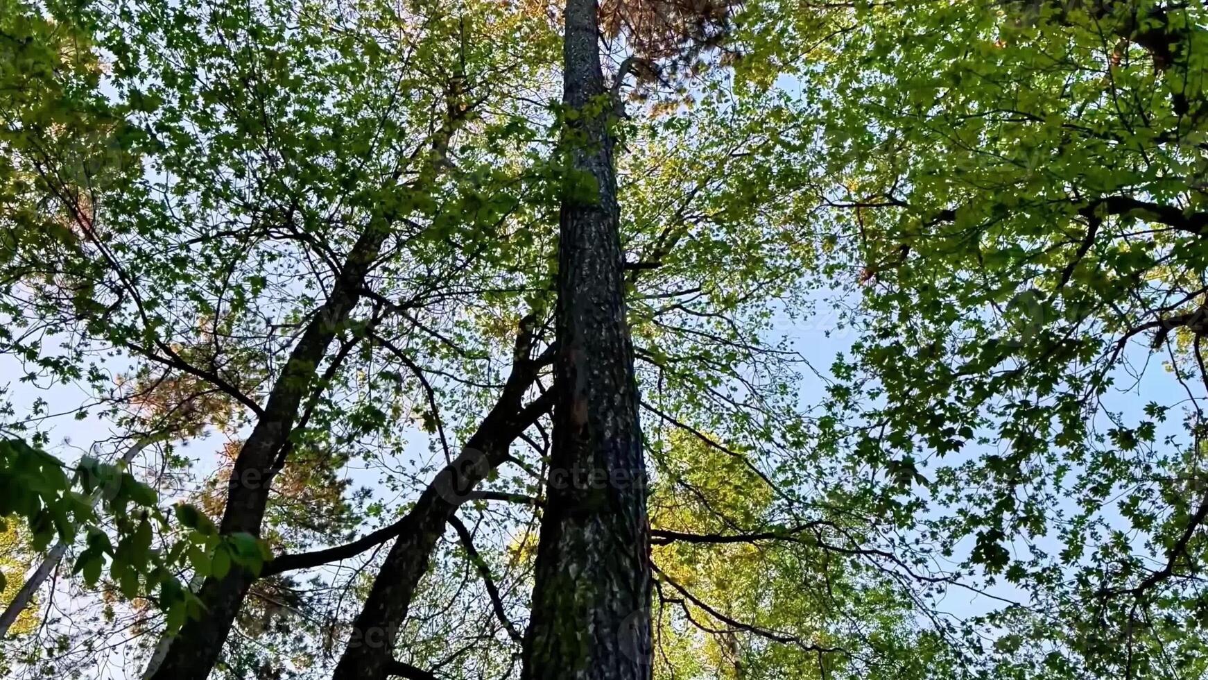 Tall trees in the woods with green leaves photo