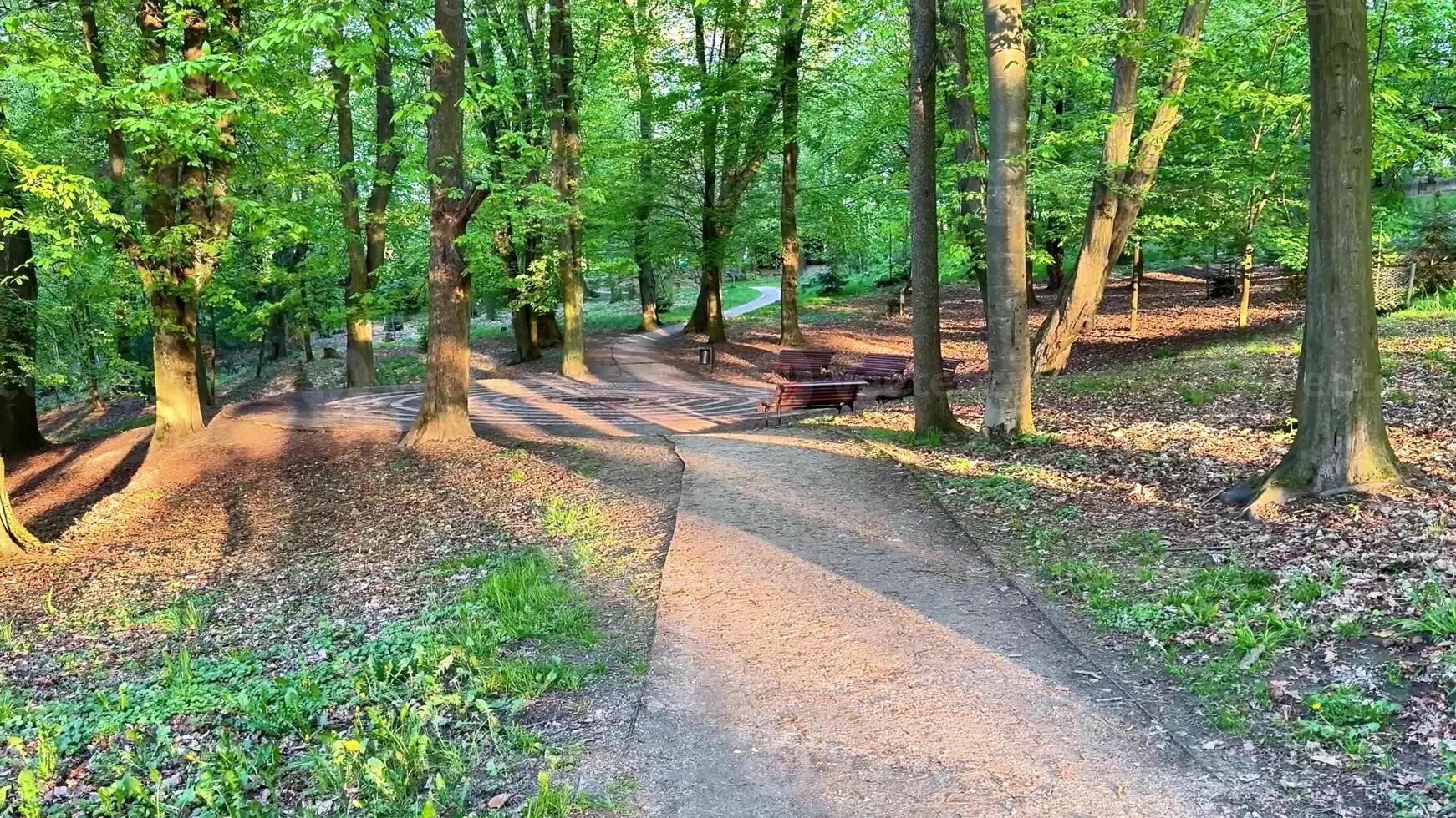 Path in the forest with trees and benches photo