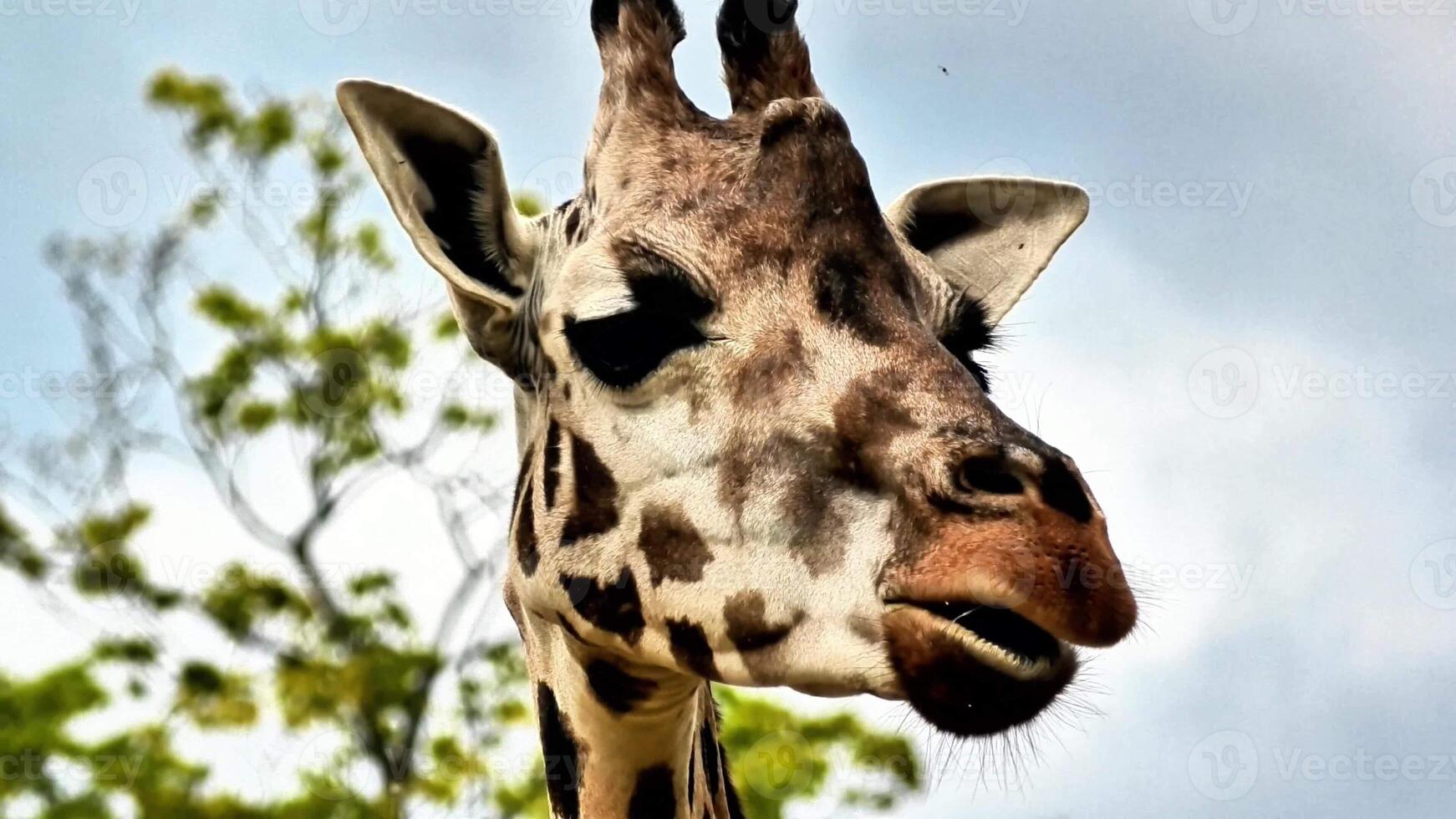 A giraffe with its head turned to the side photo