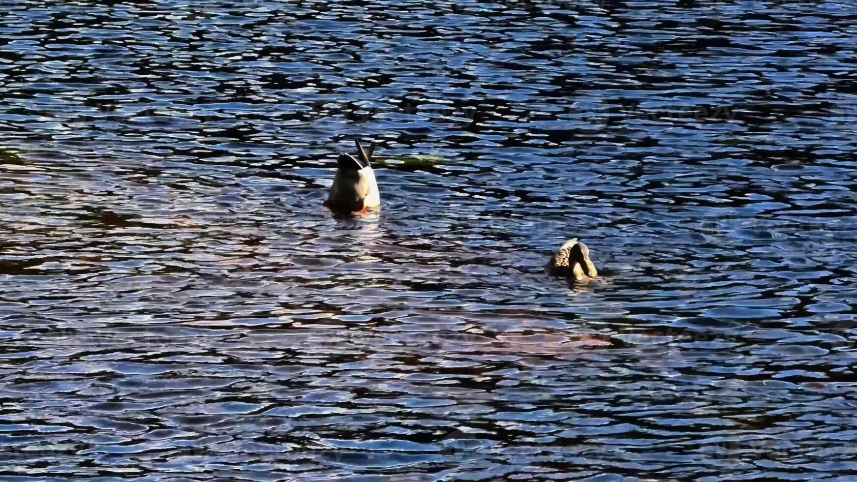 Beautiful scene of ducks enjoying the calm water, perfect for nature lovers and wildlife enthusiasts. photo