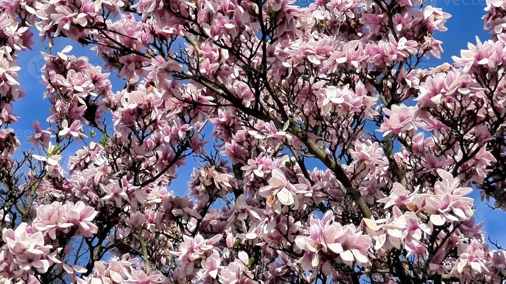 Magnolia tree in bloom photo