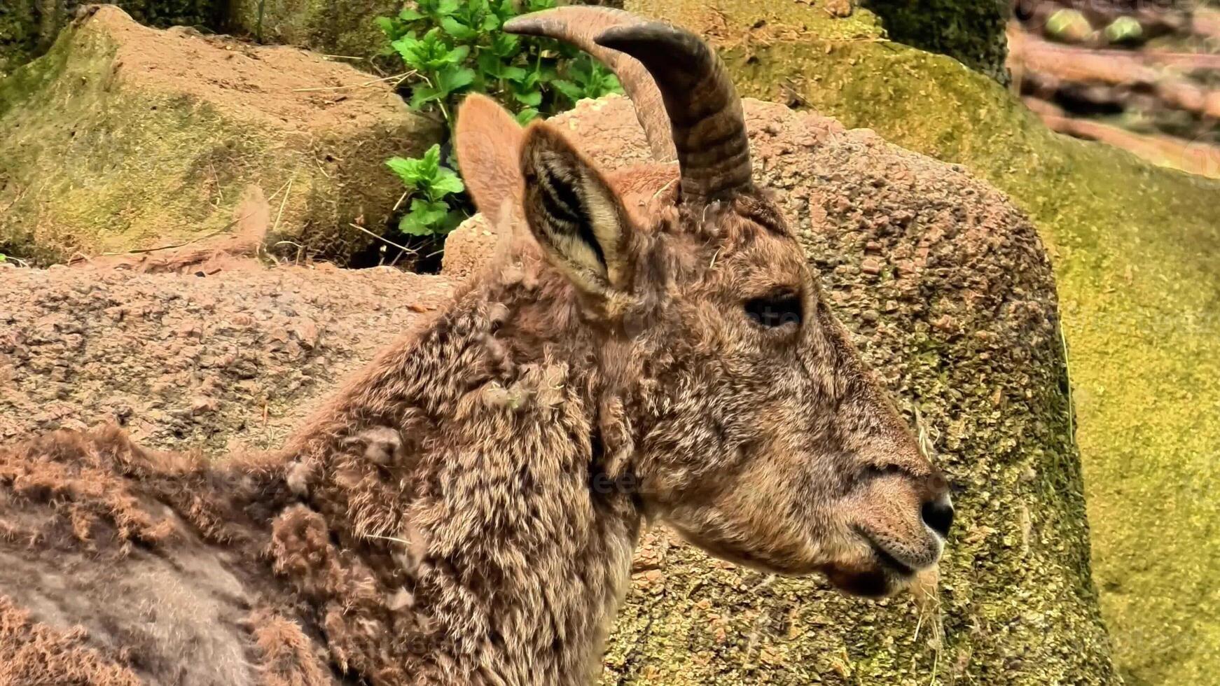 A goat with long horns standing in front of rocks photo