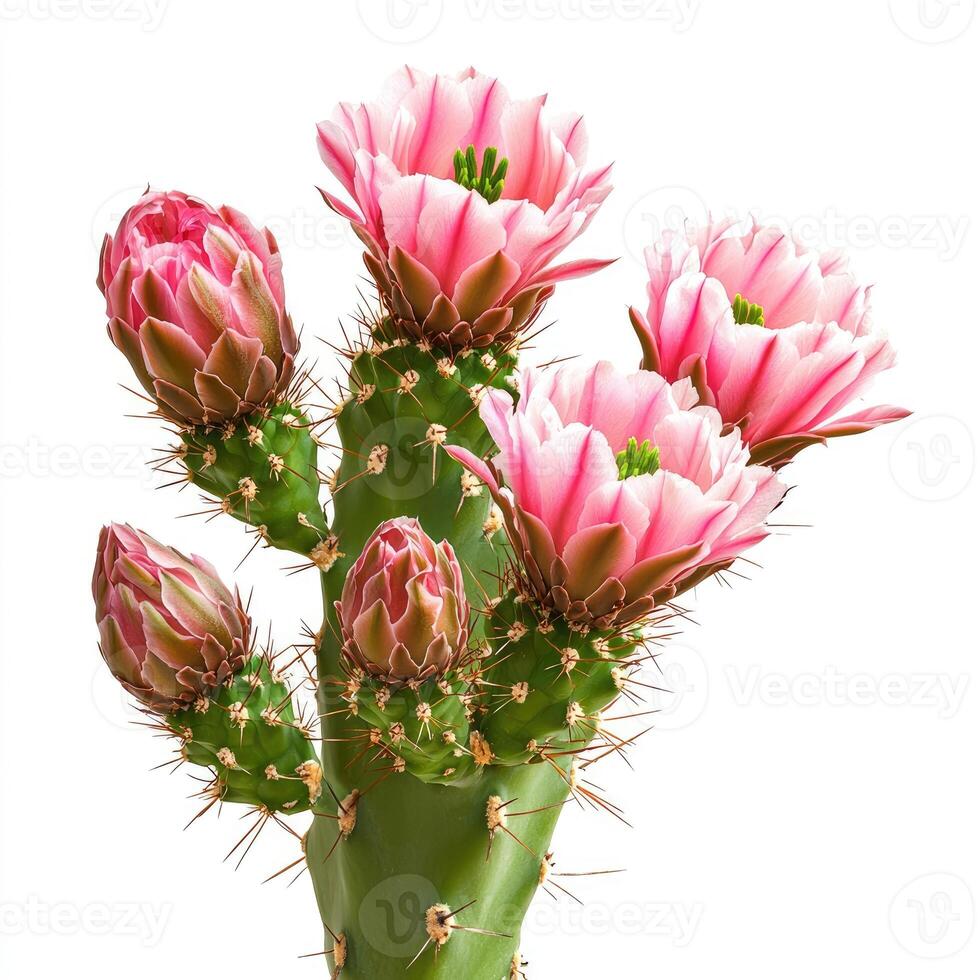 Flowering cactus plant showcasing pink flowers and sharp protective thorns photo