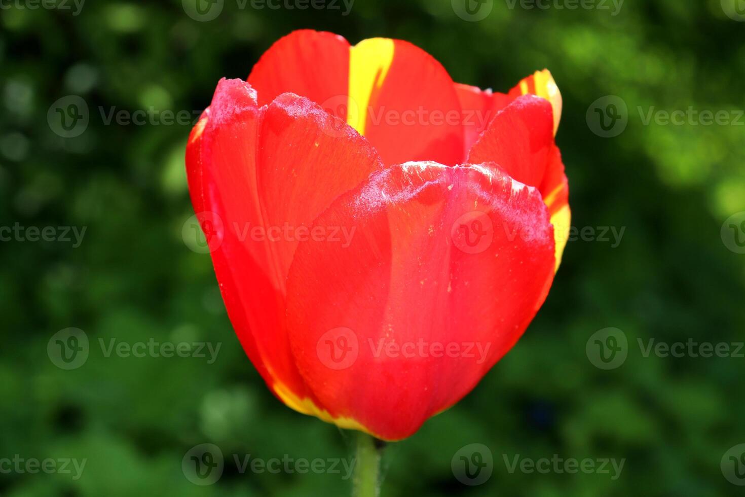 Red tulip flower with yellow stripes on petals on cloudy spring day photo
