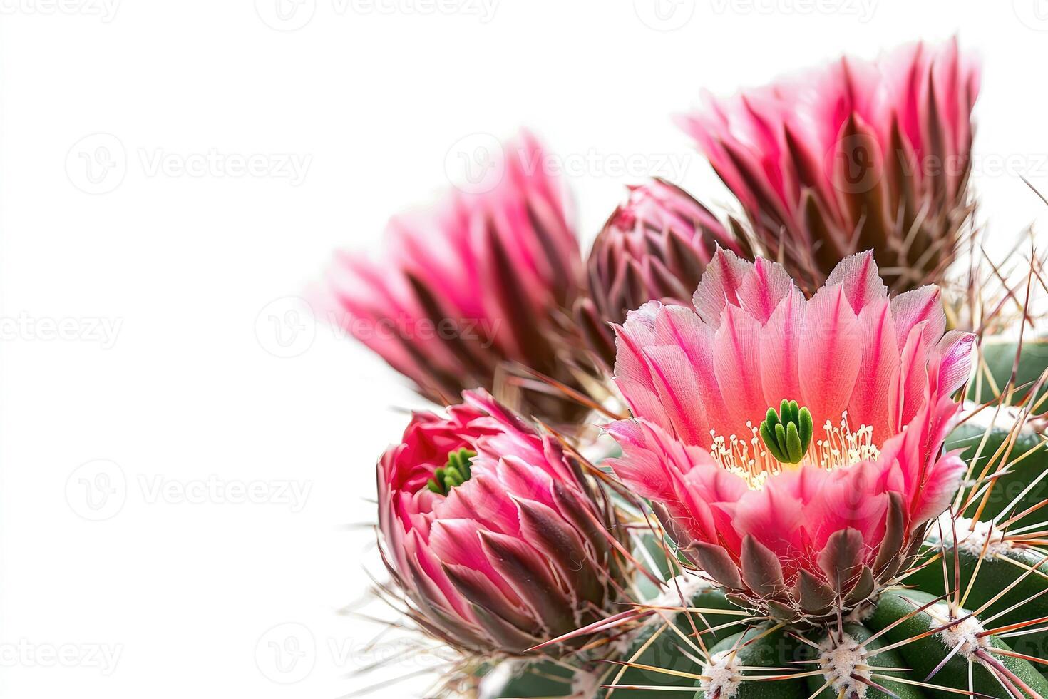 Flowering cactus plant displaying beautiful pink and red colored blooms photo