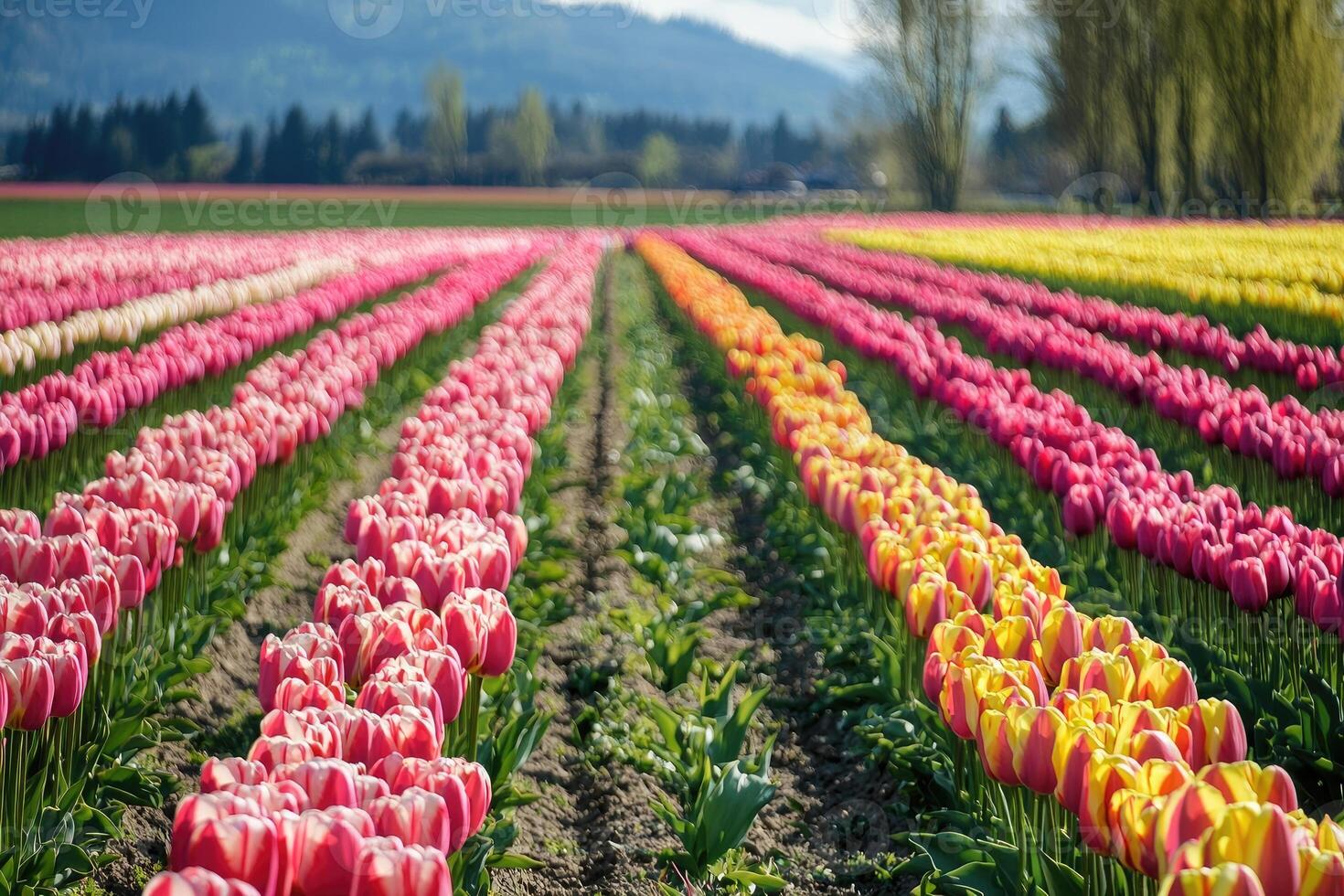 Rows of colorful blooming flowers in a beautiful rural field photo