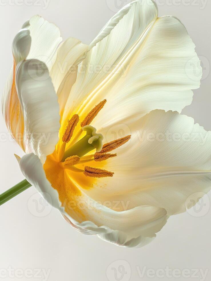 A beautiful close up photograph of a white and yellow tulip photo