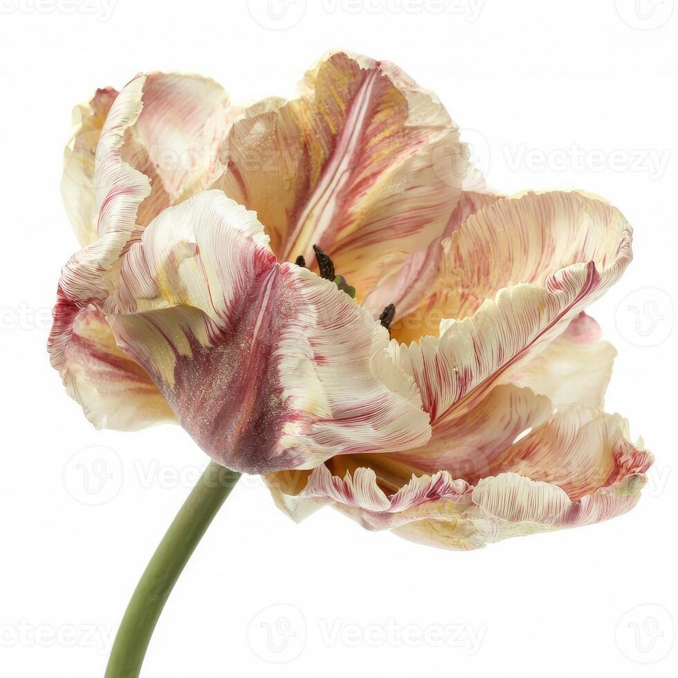 A close up photograph shows a colorful tulip flower in bloom photo