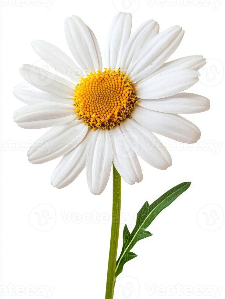A vibrant close up of a perfect daisy flower photo