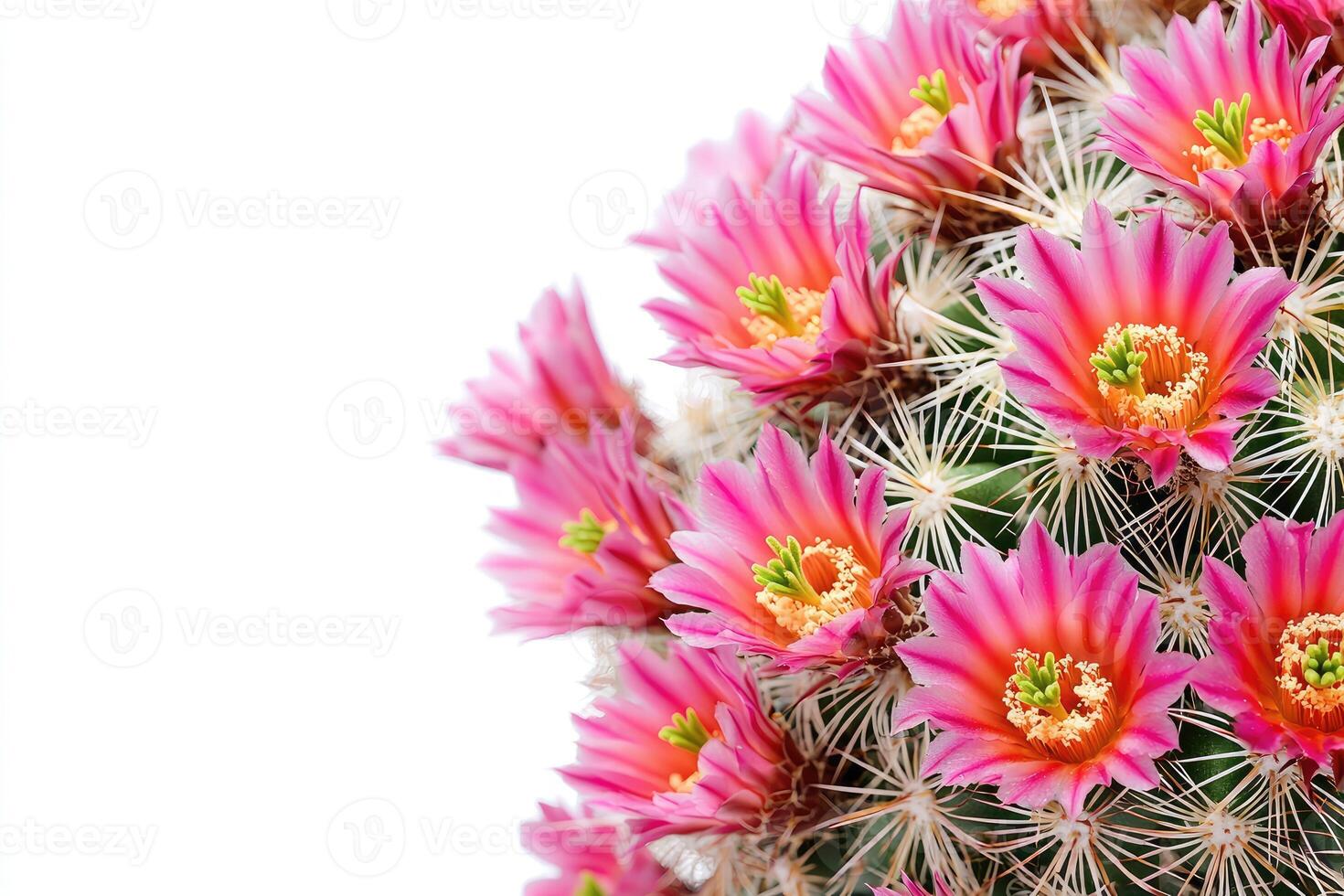 A close up photo displaying colorful pink flowers on a cactus